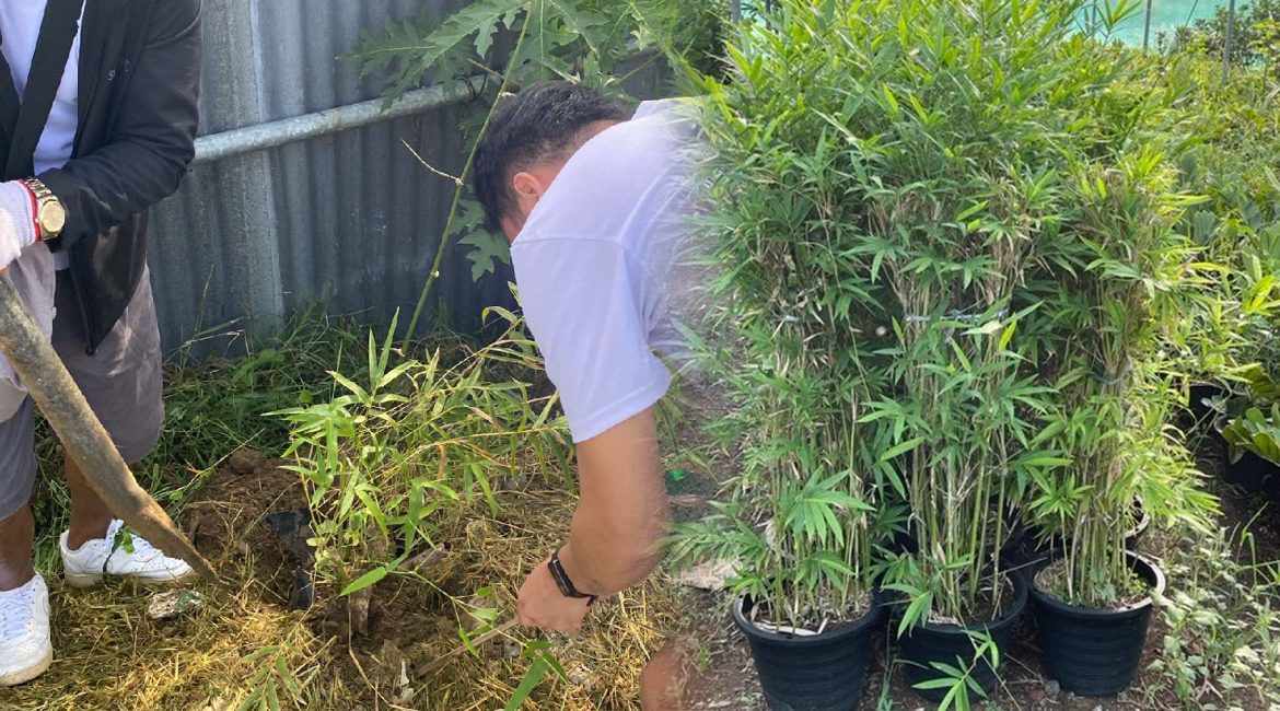 Bamboo Tree Planting